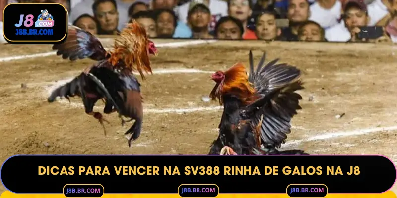 Dicas para Vencer na SV388 Rinha de Galos na J8