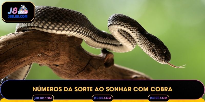Números da Sorte ao Sonhar com Cobra
